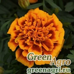 Семена Бархатцы отклоненные (Tagetes patula) "Bonanza" (flame) detailed 1000 шт.
