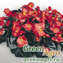 Семена Бегония вечноцветущая (бронзовая листва) (Begonia semperflorens) "Cocktail — Vodka F1" (red) raw 1000 шт.