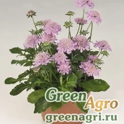 Семена Скабиоза японская Ритц Роуз 1000шт