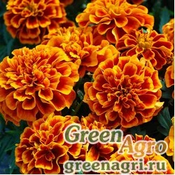 Семена Бархатцы отклоненные (Tagetes patula) "Champion" (flame) 15 гр.