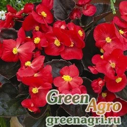 Семена Бегония вечноцветущая (бронзовая листва) (Begonia semperflorens) "Bada Boom F1" (scarlet) pelleted 1000 шт.