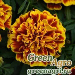 Семена Бархатцы отклоненные (Tagetes patula) "Bonanza" (bee) detailed 1000 шт.
