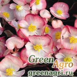 Семена Бегония вечноцветущая (зеленая листва) (Begonia semperflorens) "Bada Bing F1" (rose bicolor) pelleted 1000 шт.