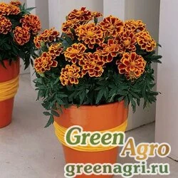 Семена Бархатцы отклоненные (Tagetes patula) "Durango" (flame) detailed 1000 шт.