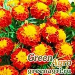 Семена Бархатцы отклоненные (Tagetes patula) "Champion" (harmony) 15 гр.