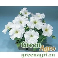 Семена Петуния грандифлора Фалькон Вайт 5000драже