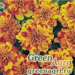 Семена Бархатцы отклоненные (Tagetes patula) "Bonanza" (bolero) coated 1000 шт.