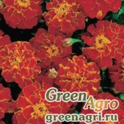 Семена Бархатцы отклоненные (Tagetes patula) "Champion" (red) 15 гр.