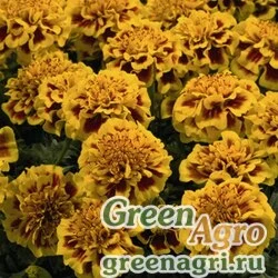 Семена Бархатцы отклоненные (Tagetes patula) "Little Hero" (fire) raw 1000 шт.