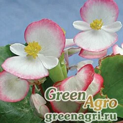 Семена Бегония вечноцветущая (зеленая листва) (Begonia semperflorens) "Variace F1" (bicolor) Raw 1000 шт.