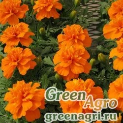 Семена Бархатцы отклоненные (Tagetes patula) "Bonanza" (deep orange) detailed 1000 шт.