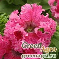 Семена Петуния крупноцветковая (Petunia grandiflora) "Frillytunia F1" (rose) raw 1000 шт.