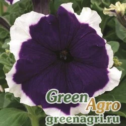 Семена Петуния крупноцветковая (Petunia grandiflora) "Frost F1" (blue) pelleted 1000 шт.