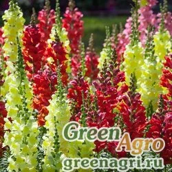 Семена Львиный зев (Антирринум) большой (Antirrhinum majus) "Bells F1" (mix) raw Произв. 1000 шт.