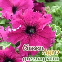 Семена Петуния крупноцветковая (Petunia grandiflora) "Frillytunia F1" (burgundy) raw Произв. 1000 шт.