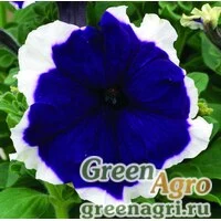 Семена Петуния крупноцветковая (Petunia grandiflora) "Frost F1" (blue) raw 5000 шт.