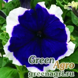 Семена Петуния крупноцветковая (Petunia grandiflora) "Frost F1" (blue) raw 5000 шт.