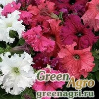 Семена Петуния крупноцветковая (Petunia grandiflora) "Frillytunia F1" (formula mix) Raw 1000 шт.