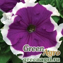 Семена Петуния крупноцветковая (Petunia grandiflora) "Frost F1" (velvet) pelleted 1000 шт.