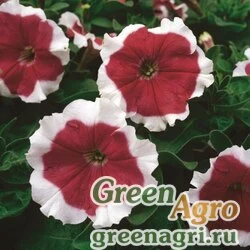 Семена Петуния крупноцветковая (Petunia grandiflora) "Frost F1" (fire) raw 1000 шт.