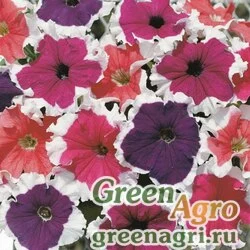 Семена Петуния крупноцветковая (Petunia grandiflora) "Frost F1" (mix) pelleted 1000 шт.