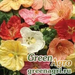 Семена Абутилон гибридный (Abutilon hybridum) "Bella" (mix select) raw 500 шт.