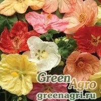 Семена Абутилон гибридный Abutilon hybridum Bella mix select Raw 100