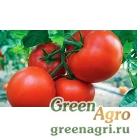 Семена Намиб F1 1 тыс. семян, Syngenta