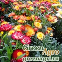 Семена Бессмертник прицветниковый (Helichrysum bracteatum) "Swiss Giants" (mix) 60 гр.
