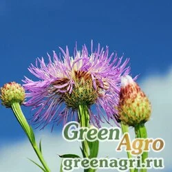 Семена Василек американский (Centaurea americana) (rosy lilac) 30 гр.