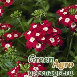 Семена Вербена гибридная (Verbena hybrida) "Obsession Cascade F1" (red with eye) raw 1000 шт.