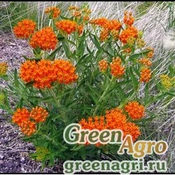 Семена Ваточник клубненосный (Asclepias tuberosa) 10 гр.