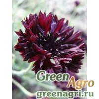 Семена Василек синий (Centaurea cyanus) "Black Ball" (black) 70 гр.