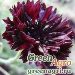 Семена Василек синий (Centaurea cyanus) "Black Ball" (black) 70 гр.