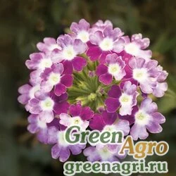 Семена Вербена гибридная (Verbena hybrida) "Obsession Cascade F1" (violet twister) primed 1000 шт.