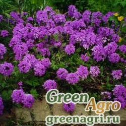 Семена Вербена канадская (Verbena canadensis) 14 гр.