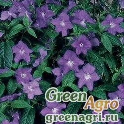 Семена Броваллия изящная (Browallia speciosa major) "Bells" (blue) raw 1000 шт.