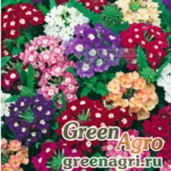 Семена Вербена гибридная (Verbena hybrida) "Ideal Florist" (mix) 25 гр.