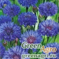 Семена Василек синий (Centaurea cyanus) "Blue Ball" (blue) 100 гр.