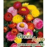 Семена Бессмертник прицветниковый (Helichrysum bracteatum) "Tom Thumb" (mix) 60 гр.