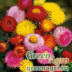 Семена Бессмертник прицветниковый (Helichrysum bracteatum) "Tom Thumb" (mix) 60 гр.