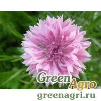 Семена Василек синий (Centaurea cyanus) "Pink Ball" (pink) 100 гр.