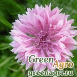 Семена Василек синий (Centaurea cyanus) "Pink Ball" (pink) 100 гр.