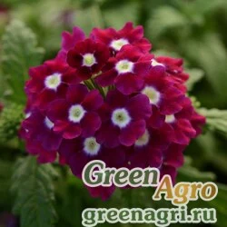 Семена Вербена гибридная (Verbena hybrida) "Quartz – XP" (carmine rose-всх-20%) raw Произв. 6000 шт.