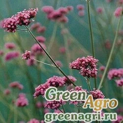 Семена Вербена буэнос-айресская (Verbena bonariensis) (rose-red) primed 1000 шт.