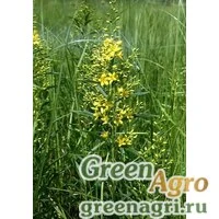 Семена Вербейник даурский (Lysimachia dahurica) 3 гр.