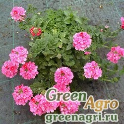 Семена Вербена гибридная (Verbena hybrida) "Obsession Cascade F1" (pink shades) raw 1000 шт.