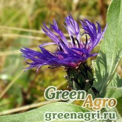 Семена Василек горный (Centaurea montana) (blue) 15 гр.