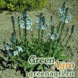 Семена Вероника Борисова (Veronicastrum borisovii) 0,5 гр.