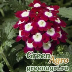 Семена Вербена гибридная (Verbena hybrida) "Obsession F1" (crimson with eye) raw Произв. 1000 шт.